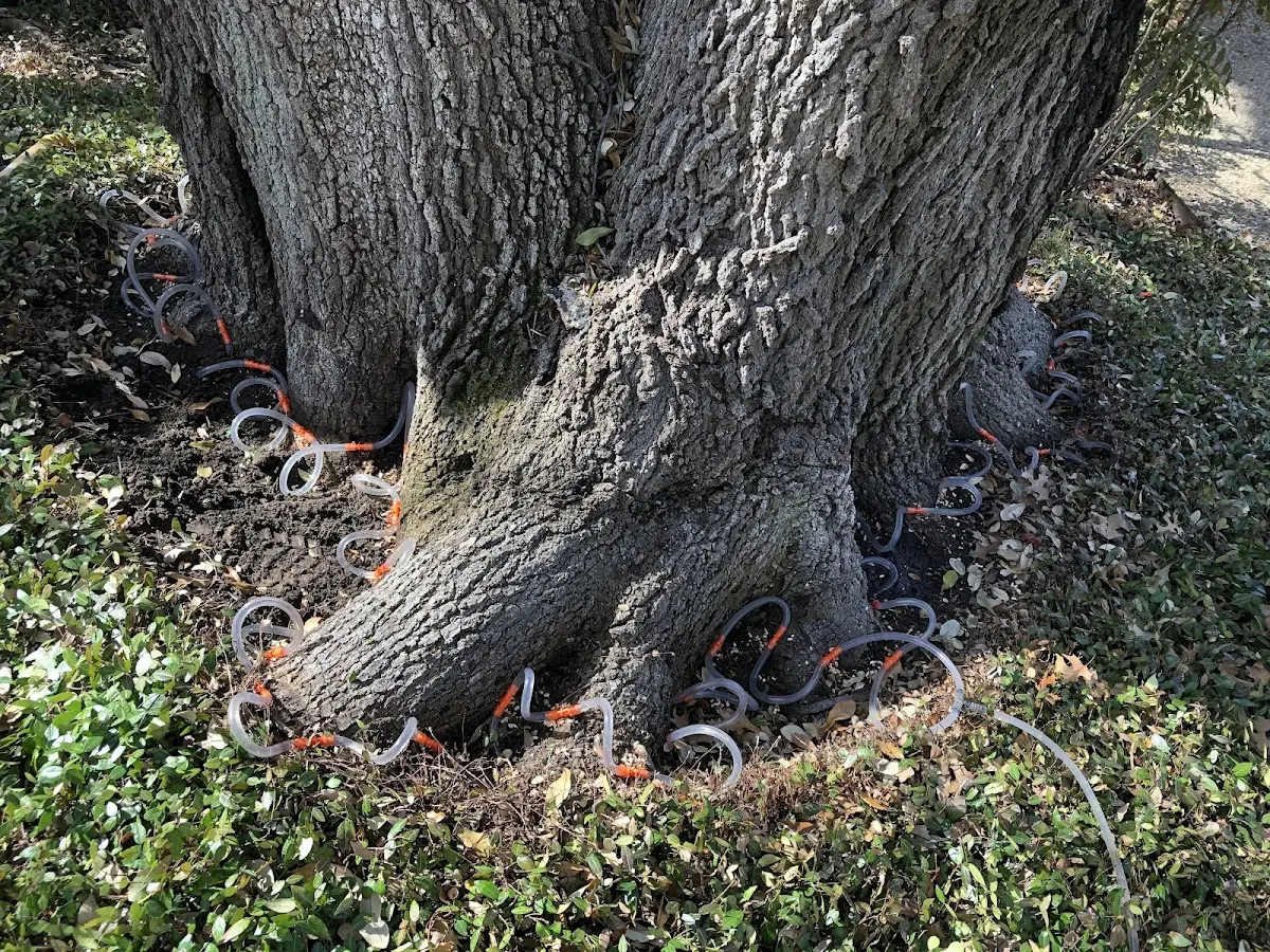 Detailed Tree Cabling and Bracing job site in Cape Elizabeth
