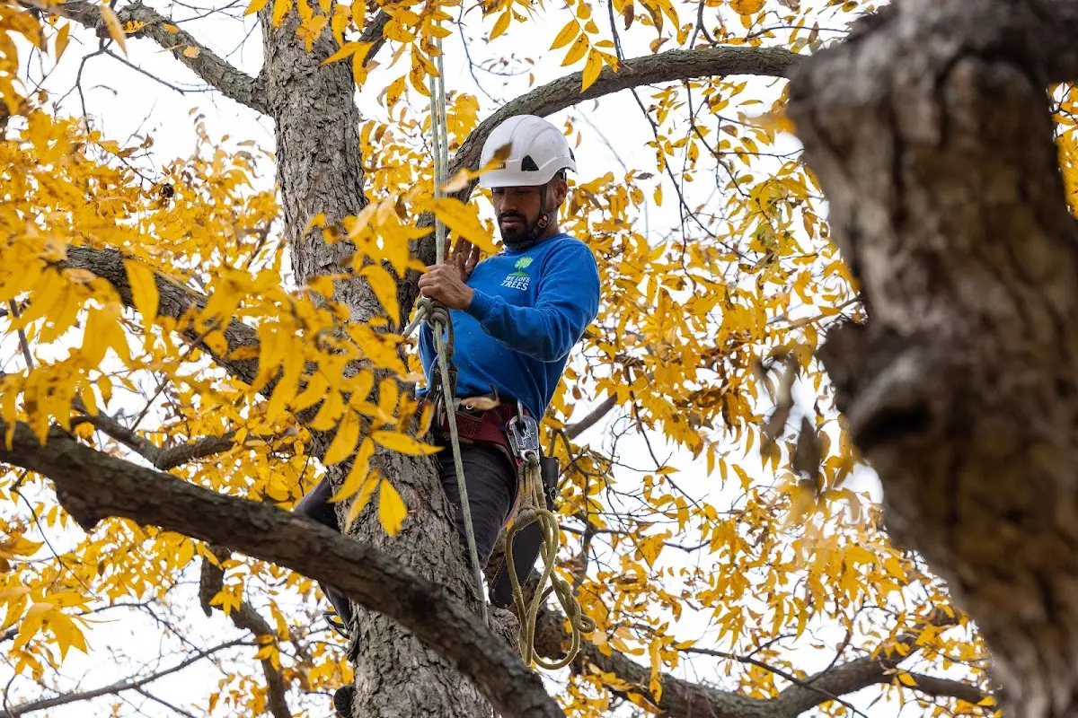 Skilled Tree Planting crew working in Cape Elizabeth